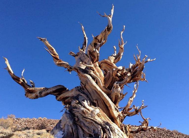 Ancient Bristlecone Pine Forest: The Oldest Trees in The World 