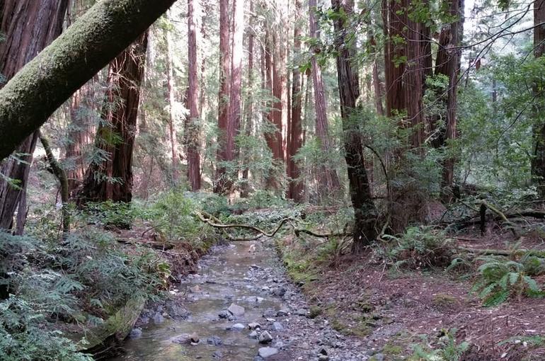  Redwood Forest