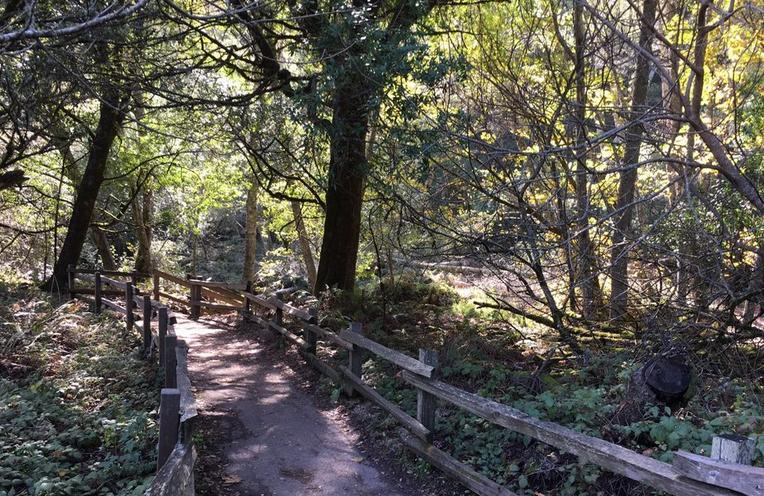 Muir Woods Hiking Trail