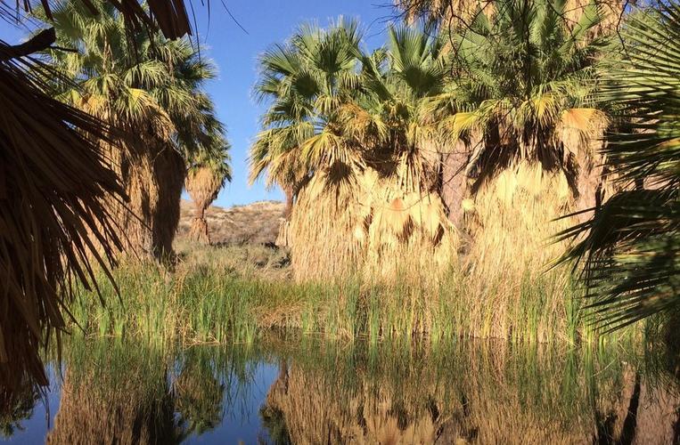 Coachella Valley Preserve Day Trip Hidden Palms Palm Oasis