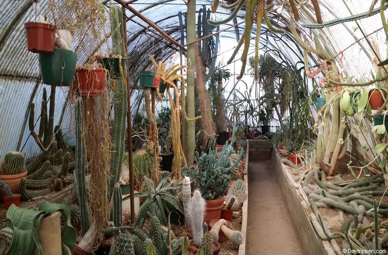 Moorten Botanical Gardens Collections of Unusual cactus