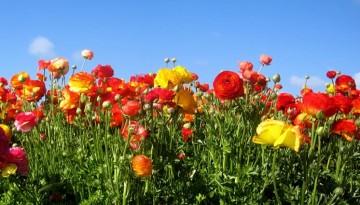 Carlsbad Flower Fields Day Trip