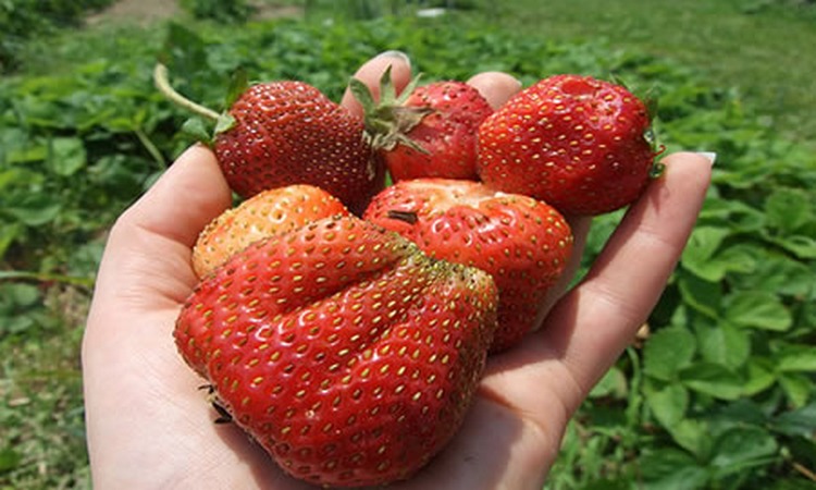 Carlsbad Strawberry Company U-Pick Farm