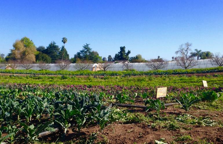 Fairview Gardens Goleta California