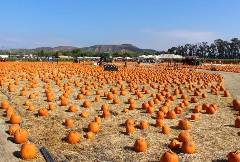 Halloween Pumpkin Field