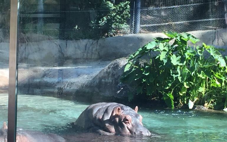 Hippo at the Zoo