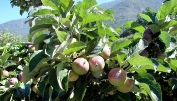 Oak Glen California U-Pick Apple Orchards