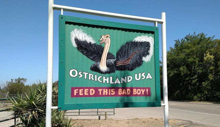 Ostrichland USA: Feathered Fun on the Central Coast
