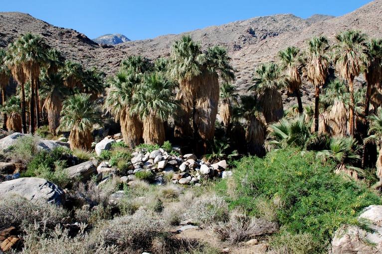Indian Canyons Palm Springs.