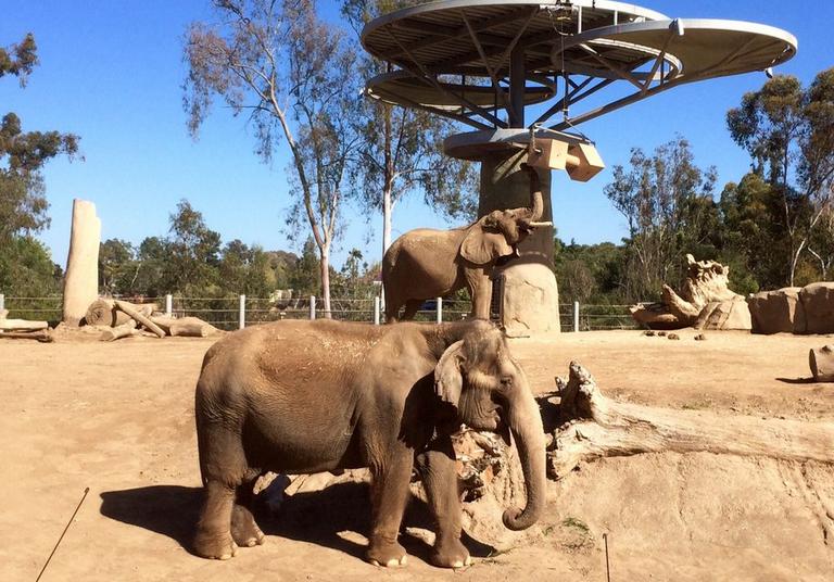 Elephants at the Zoo