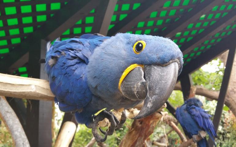Parrot at the Zoo