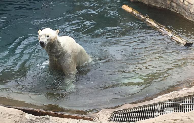 Polar Bear at the Zoo