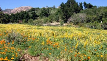 Southern California Botanical Gardens: Spring Day Trips
