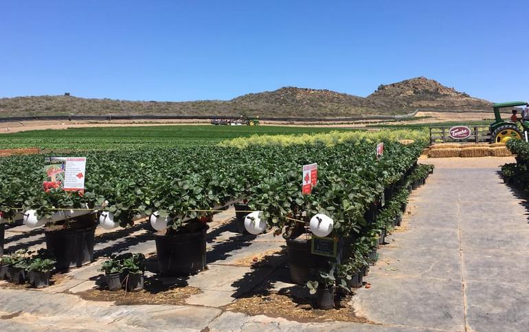 Southern California U-Pick Farms