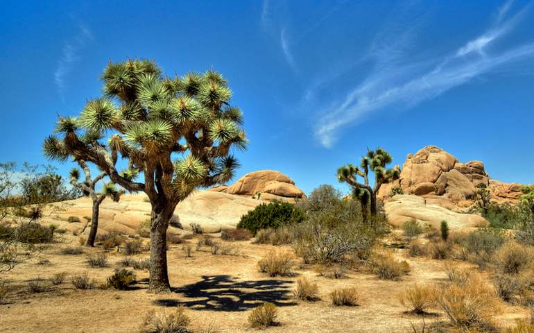 Joshua Tree National Park