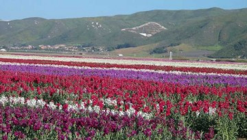 Lompoc Santa Barbara Day Trip