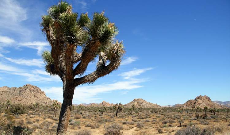 Mojave National Preserve