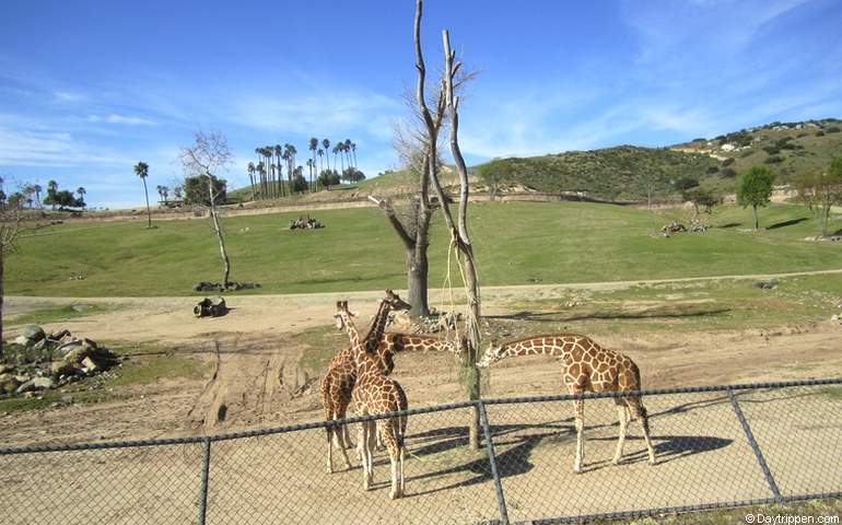 San Diego Safari Park