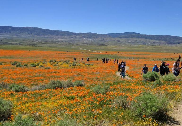 Antelope Valley Poppy Reserve
