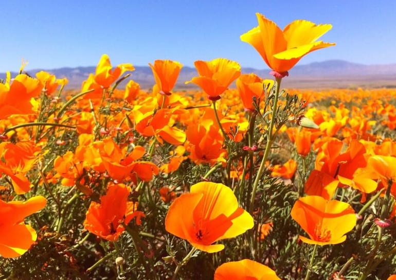 Antelope Valley Poppy Reserve Day Trip Visit Natures Garden