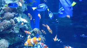 Aquarium of the Pacific Discount Tickets