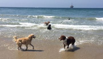 Huntington Beach Dog Beach