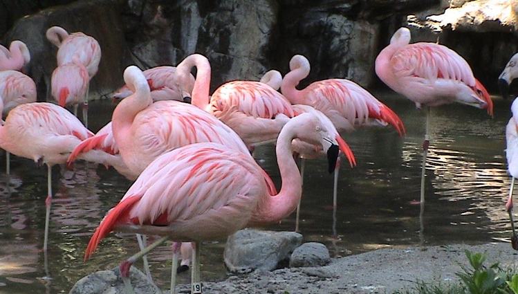 Zoo Pink Flamingos Zoo Pink Flamingos