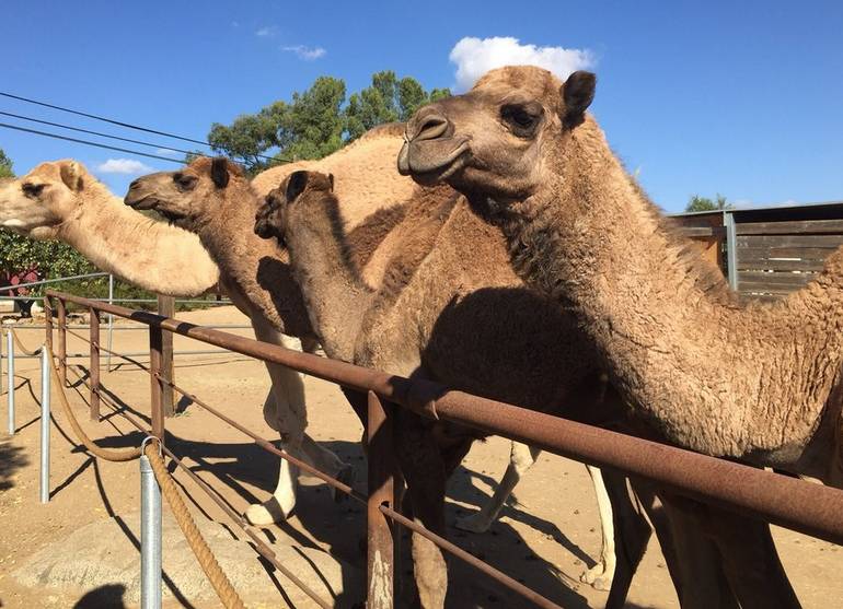 Oasis Camel Farm Ramona, Southern California