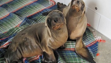 Pacific Marine Mammal Center Laguna Beach