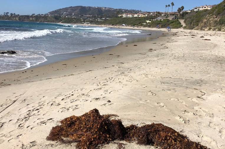 Salt Creek Beach: Dana Point, California