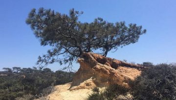 Day Trip to Torrey Pines State Reserve San Diego