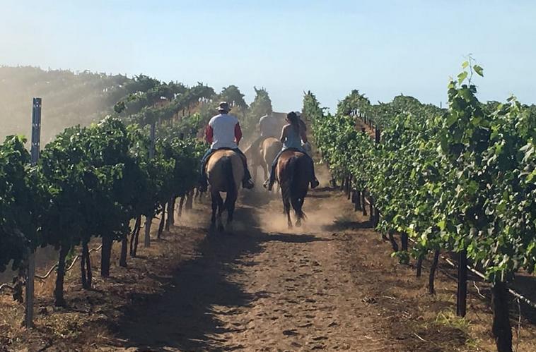 horse wine tours