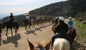 Saddle Up at Sunset Ranch: Griffith Park Trail Rides with Hollywood Sign Views