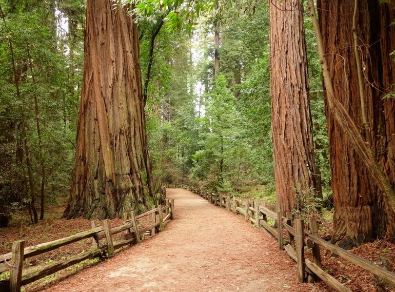 Henry Cowell Redwoods