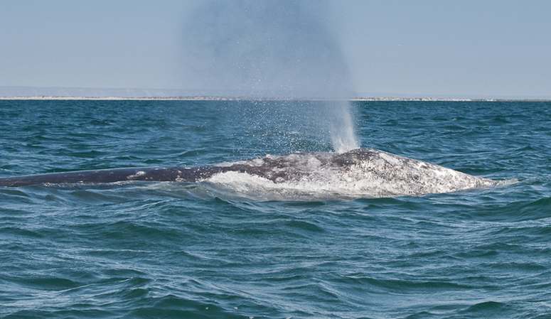 H & M San Diego Whale Watching Trips