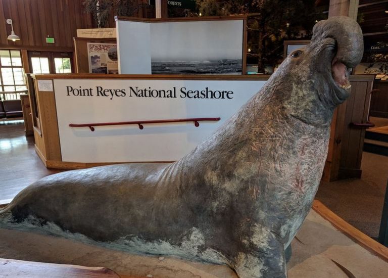 Point Reyes Bears Point Reyes Day Trip Guide: Wildlife, Artisan Cheese, and Coastal Wonders