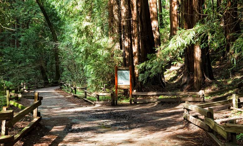 Main Trail Muir Woods National Monument