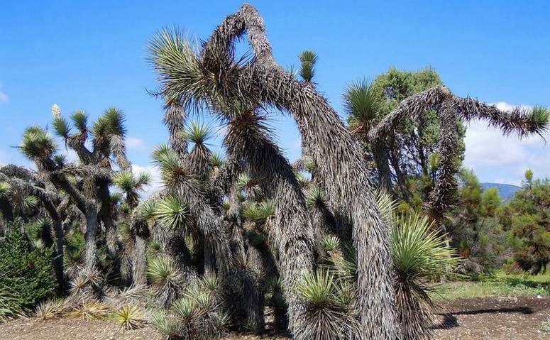 Rancho Santa Ana Botanical Garden