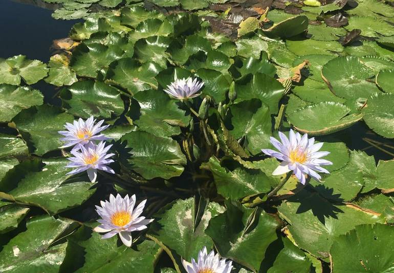 Wet-Strolling Garden