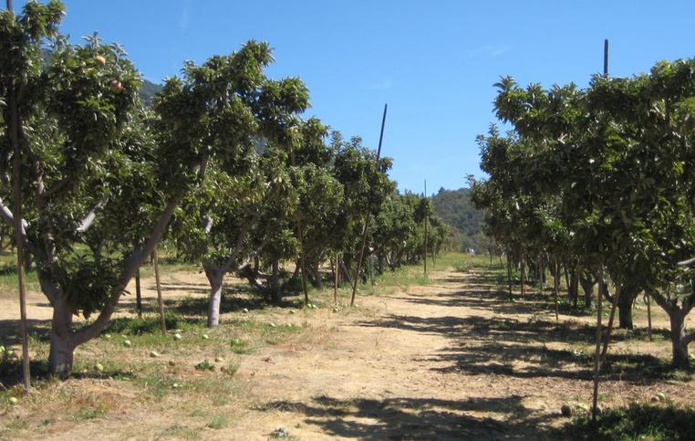 Oak Glen Apple Orchards