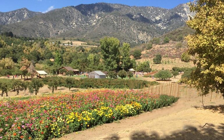 Oak Glen Apple Picking