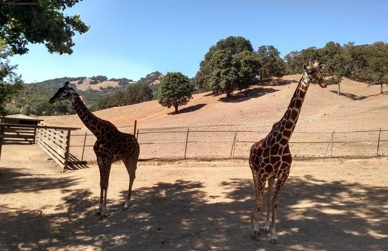 Safari West Wildlife Tours