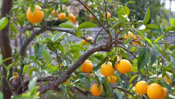 Heritage Park La Verne U-Pick Oranges