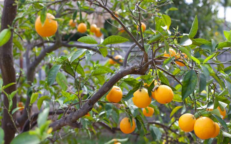Heritage Park La Verne U-Pick Oranges