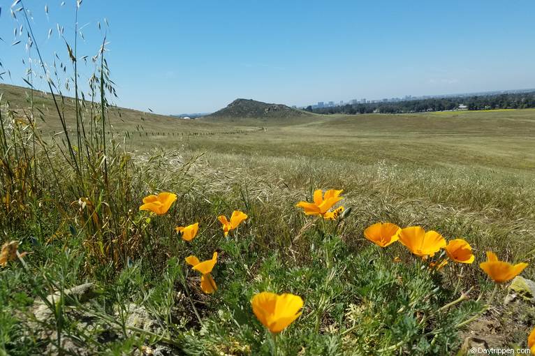 Quail Hill Loop Trail Day Hike Irvine CA