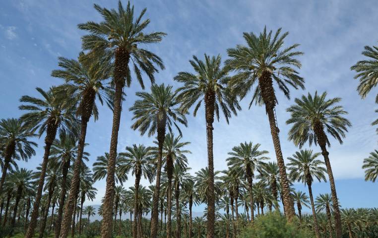 Oasis Date Gardens Palm Springs Day Trip Thermal Ca
