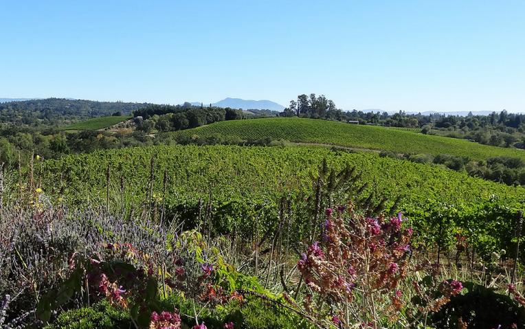 Sonoma County Vineyard