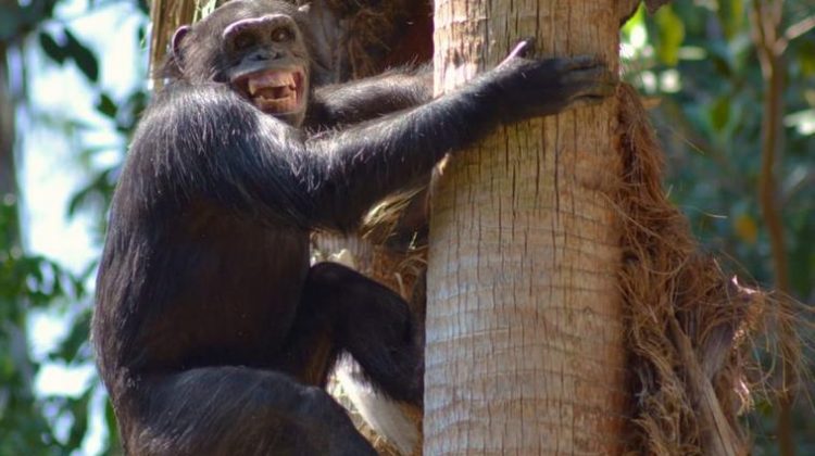 Los Angeles Zoo Kids Birthday Party