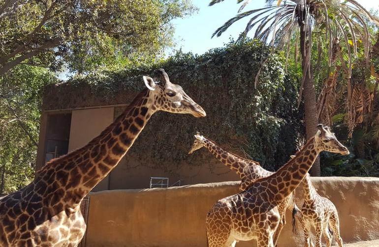 Los Angeles Zoo