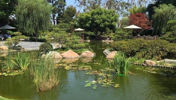 Earl Burns Miller Japanese Garden